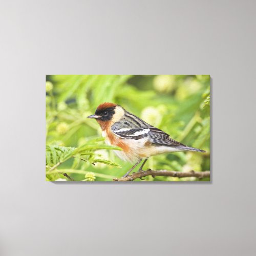 Bay_breasted Warbler Dendroica castanea adult Canvas Print