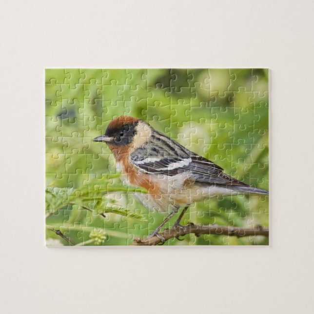 Bay-breasted Warbler (Dendroica castanea) adult Jigsaw Puzzle (Horizontal)