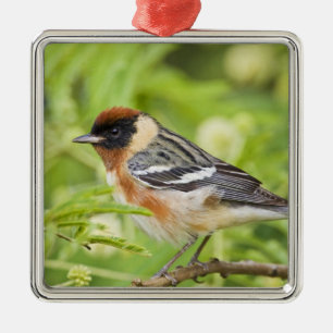 Bay-breasted Warbler (Dendroica castanea) adult Metal Ornament