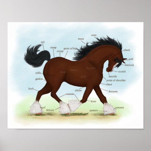 Bay Clydesdale Draft Horse Anatomy Poster