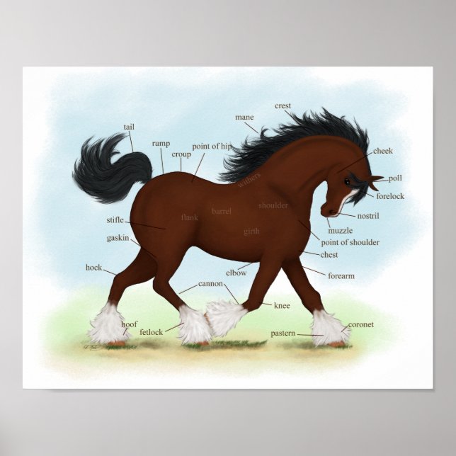 Bay Clydesdale Draft Horse Anatomy Poster (Front)