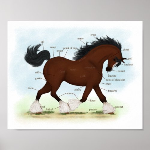 Bay Clydesdale Horse Anatomical Chart Educational