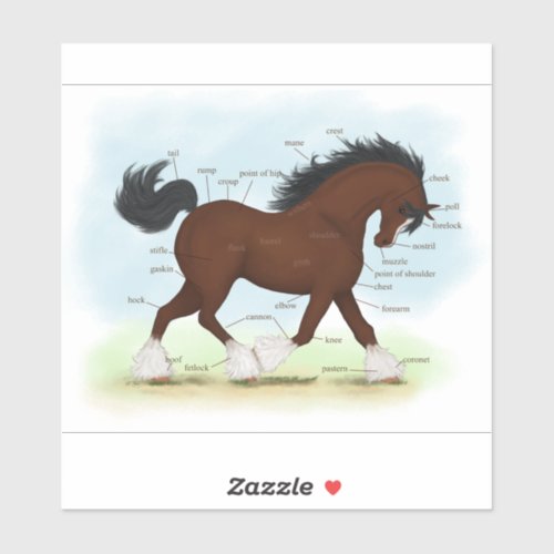 Bay Clydesdale Horse Anatomy Chart Educational Sticker