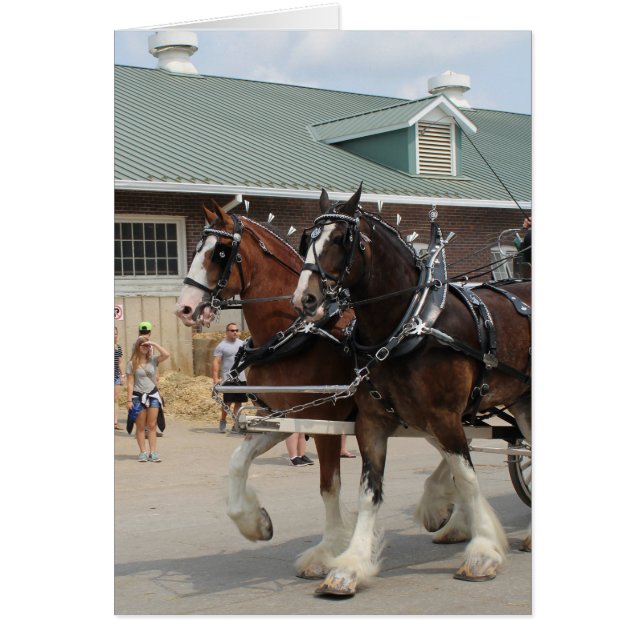 Bay Draft Horses at a State Fair Cards (Front)