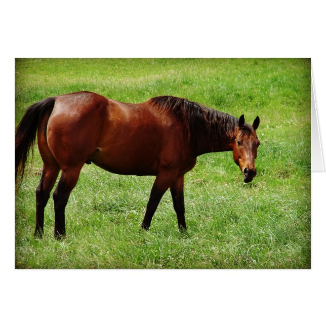 Bay Horse Cards (Front Horizontal)