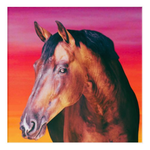Bay Horse Gradient    Acrylic Print