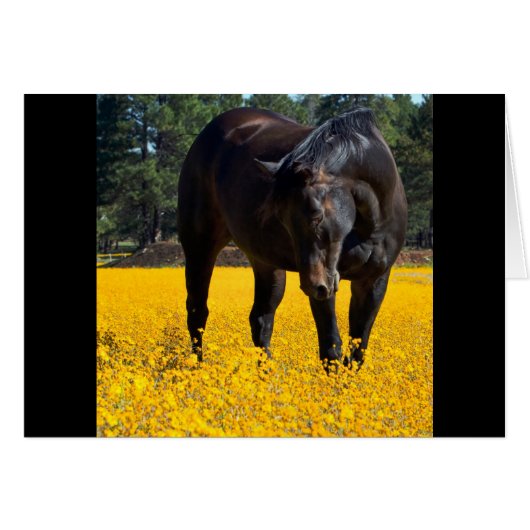 Bay Horse in a Field of Yellow Flowers (Front Horizontal)