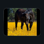 Bay Horse in a Field of Yellow Flowers Magnet<br><div class="desc">A gorgeous photo of a large bay horse in a big field of yellow flowers. This beautiful equine is bending down to inspect these yellow black eyes susans. His face is gentle and looks thoughtful and kind. The color and lighting is fantastic and the dark brown bay colors of this...</div>