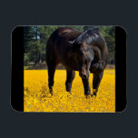 Bay Horse in a Field of Yellow Flowers Magnet<br><div class="desc">A gorgeous photo of a large bay horse in a big field of yellow flowers. This beautiful equine is bending down to inspect these yellow black eyes susans. His face is gentle and looks thoughtful and kind. The color and lighting is fantastic and the dark brown bay colors of this...</div>