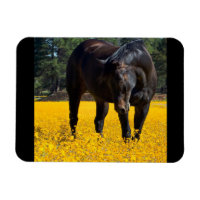Bay Horse in a Field of Yellow Flowers