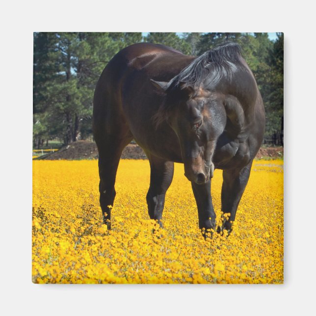 Bay Horse in a Field of Yellow Flowers Magnet (Front)