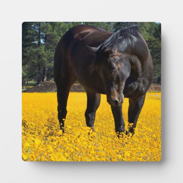 Bay Horse in a Field of Yellow Flowers Plaque (Front)
