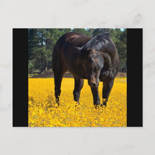 Bay Horse in a Field of Yellow Flowers Postcard