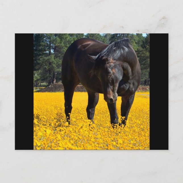Bay Horse in a Field of Yellow Flowers Postcard (Front)