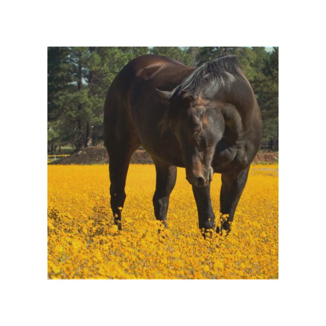 Bay Horse in a Field of Yellow Flowers Wood Wall Art (Front)