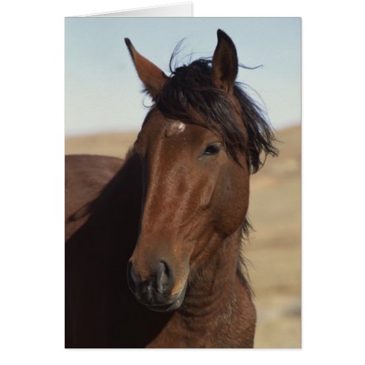Bay Horse in Wind Cards (Front)