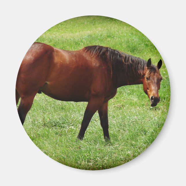 Bay Horse Magnet (Front)