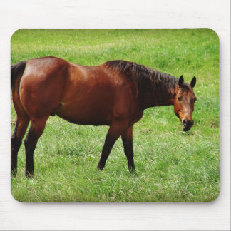 Bay Horse Mouse Pad