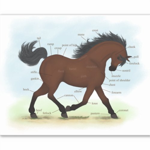 Bay Horse or Pony Equestrian Anatomy Chart Sticker