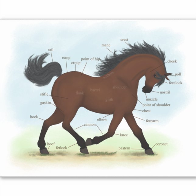 Bay Horse or Pony Equestrian Anatomy Chart Sticker (Front)