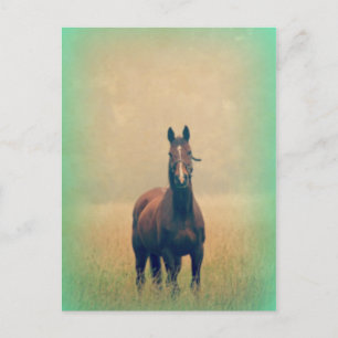Bay Horse Standing in a Field Postcard