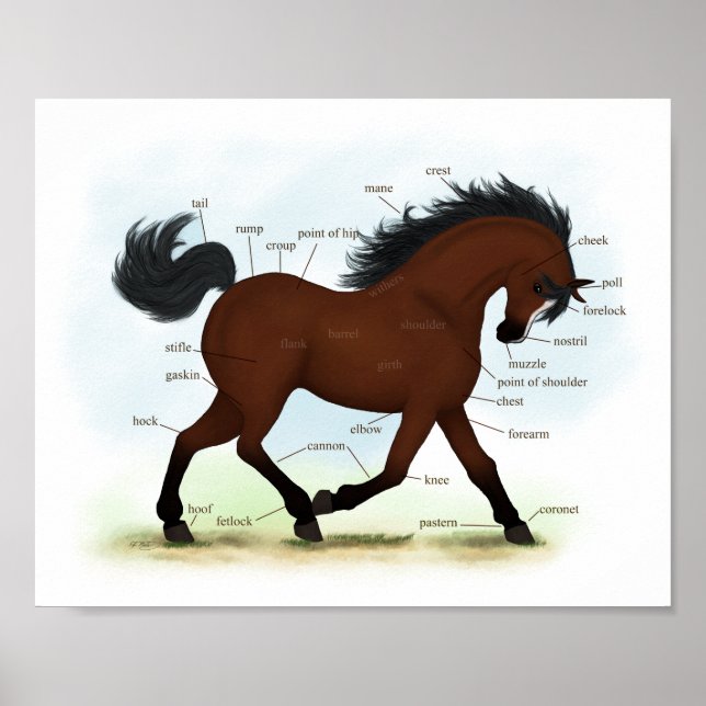 Bay Horse With Blaze Educational Anatomical Chart (Front)