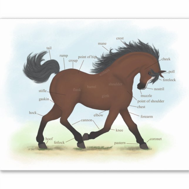Bay Horse With Blaze Equestrian Anatomy Chart Sticker (Front)
