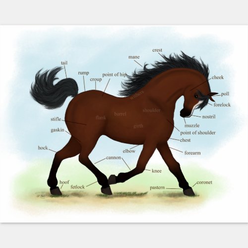 Bay Horse With Blaze Equine Anatomy Chart Diagram Sticker