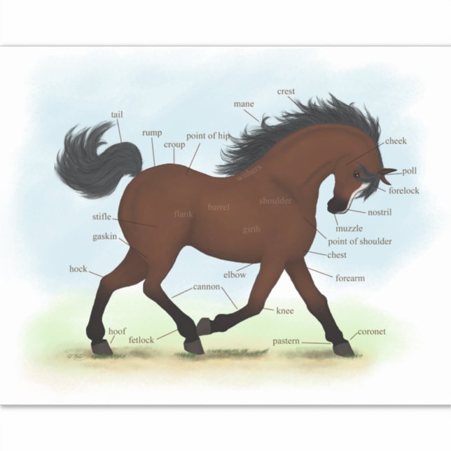 Bay Horse With Blaze Equine Anatomy Chart Diagram Sticker (Front)