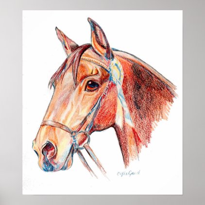Bay Horse with Rosette Portrait Drawing Poster