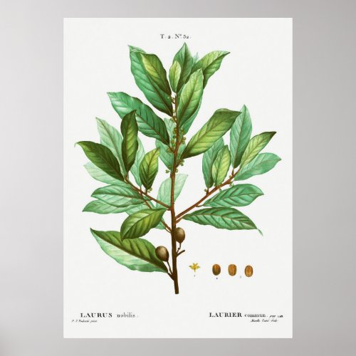 Bay laurel Laurus nobilis from Traite des Arbres Poster