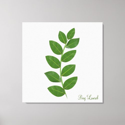 Bay Laurel Plant Leaves Canvas Print