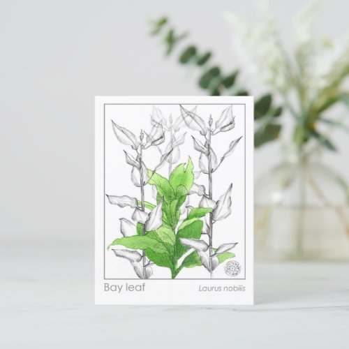 Bay Leaf Materia Medica Monograph Herbal Study Postcard