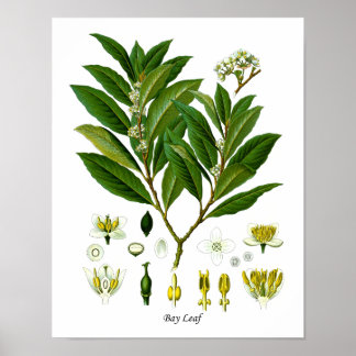 Bay Leaf Plant Illustration Herb Wall Decor