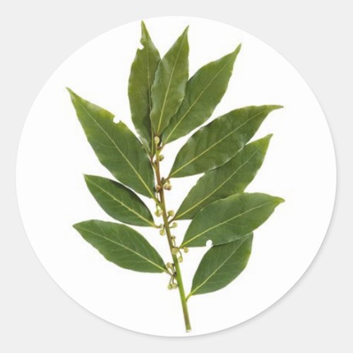 Bay leaves classic round sticker