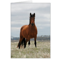 Bay Mare