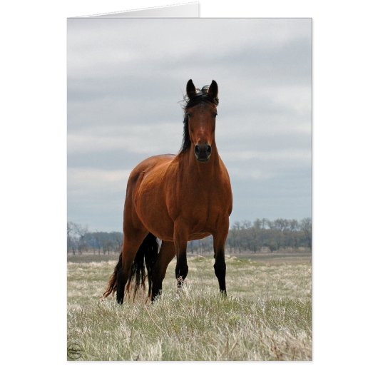 Bay Mare Cards (Front)