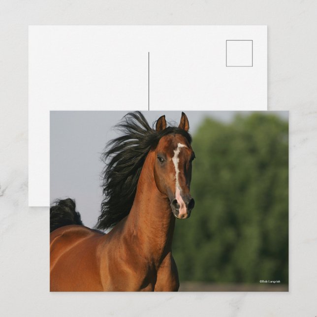 Bay Morgan Horse Headshot Flowing Mane Postcard (Front/Back)