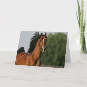Bay Morgan Horse Headshot Mane Flowing Card