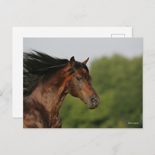 Bay Morgan Horse Headshot Mane Flowing Postcard (Front/Back)