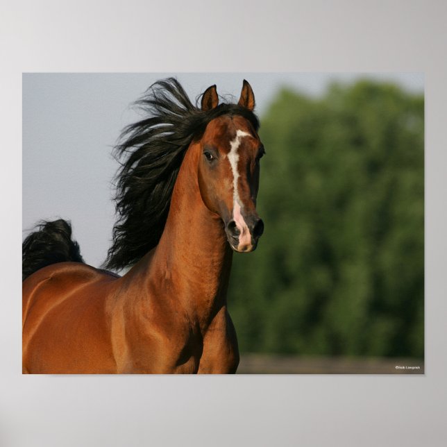 Bay Morgan Horse Headshot Mane Flowing Poster (Front)