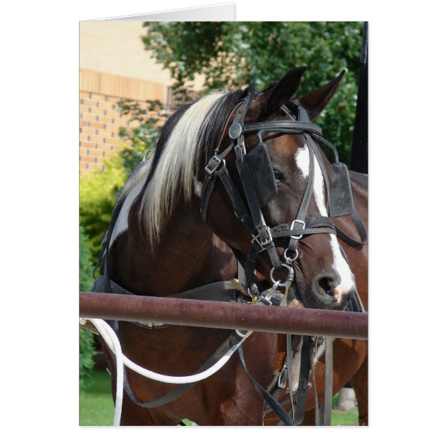 Bay Pinto Amish Buggy Horse Cards (Front)