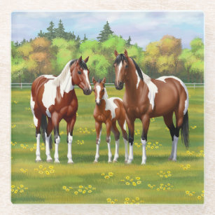 Bay Pinto Paint Quarter Horses In Summer Pasture Glass Coaster