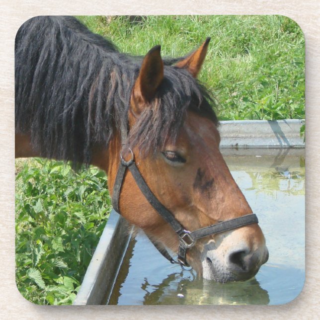 Bay Pony Drinking from Water Trough Beverage Coaster (Front)