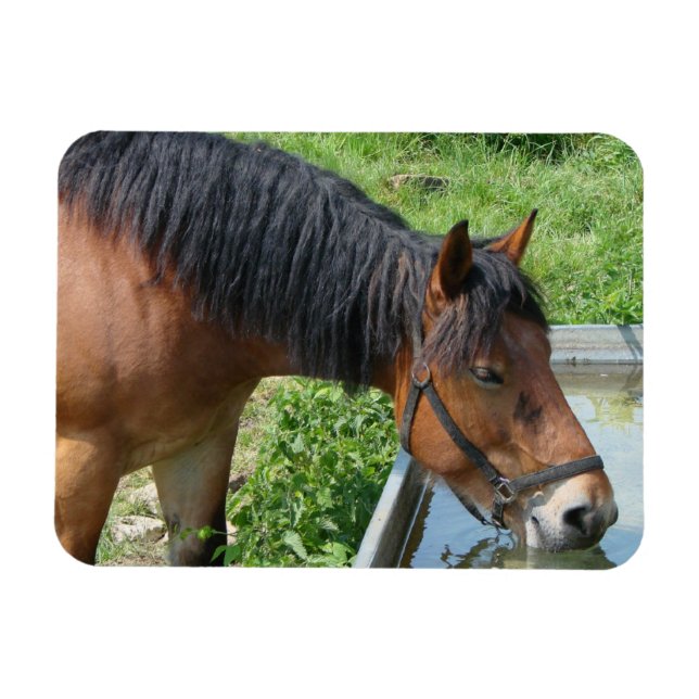 Bay Pony Drinking from Water Trough Magnet (Horizontal)