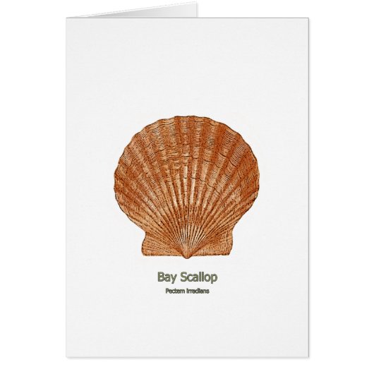 Bay Scallop Shell Cards (Front)