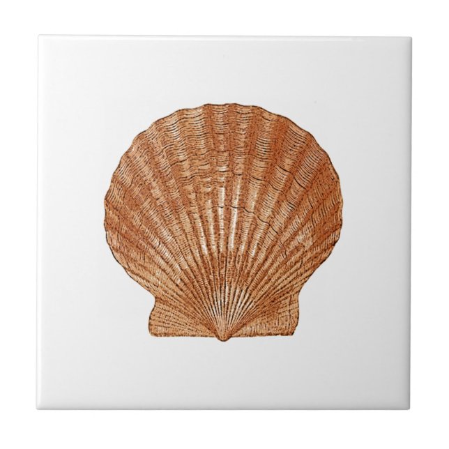 Bay Scallop Shell Ceramic Tile (Front)