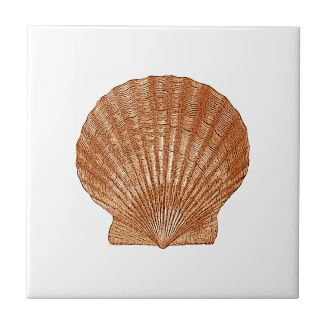 Bay Scallop Shell Ceramic Tile | Zazzle