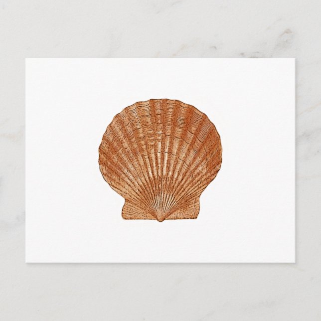 Bay Scallop Shell Postcard (Front)