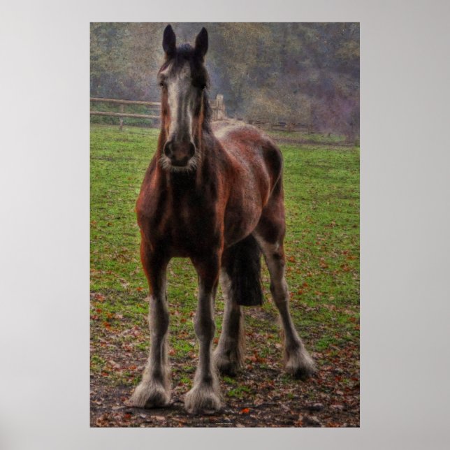 Bay Shire Draft Horse England, UK Poster (Front)